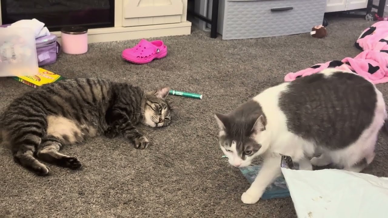 Minnie Mouse and Penelope playing together — CrazyCatVid cats being hilariously chaotic