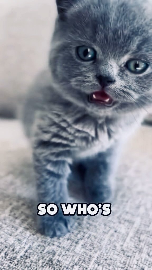 Best premium cat food brands compared — Life's Abundance, Royal Canin, Hill's Science Diet review 2025